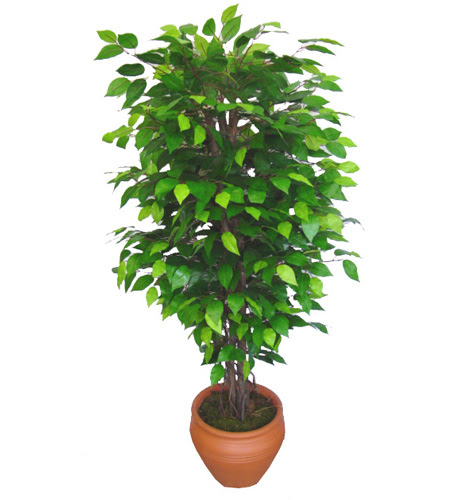 Ficus Benjamin 1,50 cm   Aksaray anneler gn iek yolla 