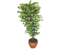 Ficus zel Starlight 1,75 cm   Aksaray cicek , cicekci 