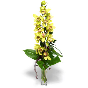  Aksaray nternetten iek siparii  cam vazo ierisinde tek dal canli orkide