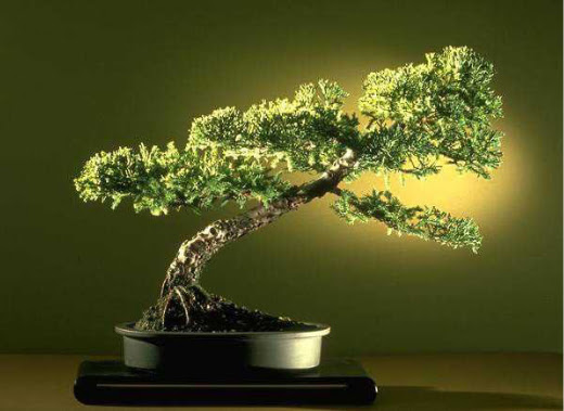ithal bonsai saksi iegi  Aksaray ieki maazas 