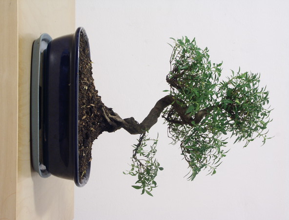 ithal bonsai saksi iegi  Aksaray iek siparii vermek 