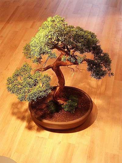 ithal bonsai saksi iegi  Aksaray iek maazas , ieki adresleri 
