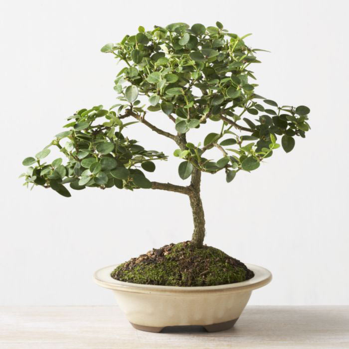 ithal bonsai saksi iegi  Aksaray iek online iek siparii 