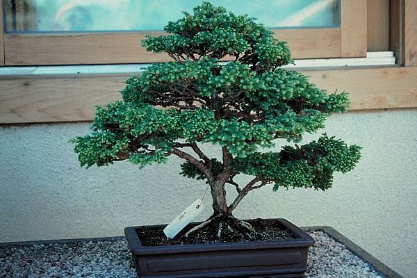 ithal bonsai saksi iegi  Aksaray 14 ubat sevgililer gn iek 