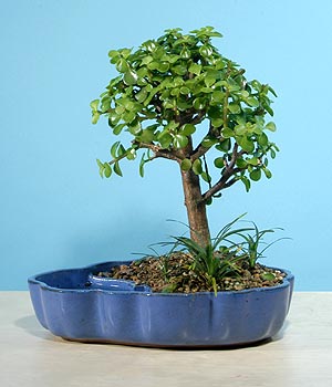 ithal bonsai saksi iegi  Aksaray iekiler 