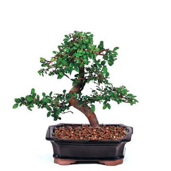 ithal bonsai saksi iegi  Aksaray iek siparii vermek 