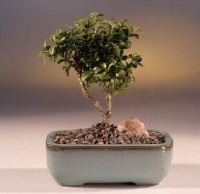  Aksaray iek yolla  ithal bonsai saksi iegi  Aksaray internetten iek sat 