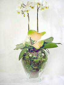  Aksaray iek sat  Cam yada mika vazoda zel orkideler
