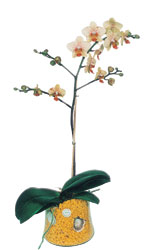  Aksaray online iek gnderme sipari  Phalaenopsis Orkide ithal kalite