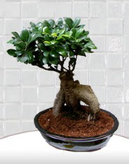 saks iei japon aac bonsai  Aksaray kaliteli taze ve ucuz iekler 