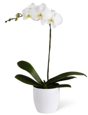 1 dall beyaz orkide  Aksaray 14 ubat sevgililer gn iek 