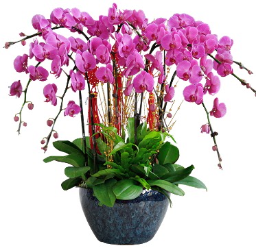 9 dallı mor orkide  Aksaray 14 şubat sevgililer günü çiçek 