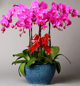 7 dall mor orkide  Aksaray iek online iek siparii 