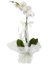 1 dal beyaz orkide iei  Aksaray iek siparii vermek 