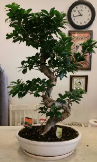 100 cm yüksekliğinde dev bonsai japon ağacı  Aksaray İnternetten çiçek siparişi 