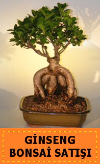 Ginseng bonsai sat japon aac  Aksaray cicek , cicekci 