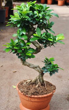 Orta boy bonsai saks bitkisi  Aksaray internetten iek siparii 