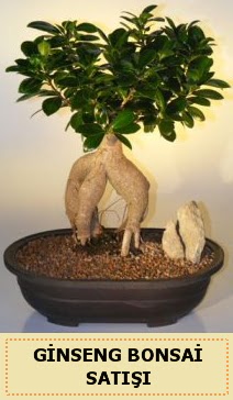 thal Ginseng bonsai sat japon aac  Aksaray iek siparii sitesi 