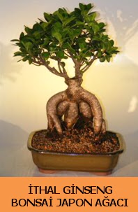 thal japon aac ginseng bonsai sat  Aksaray nternetten iek siparii 