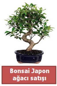 Japon aac bonsai sat  Aksaray iek siparii sitesi 