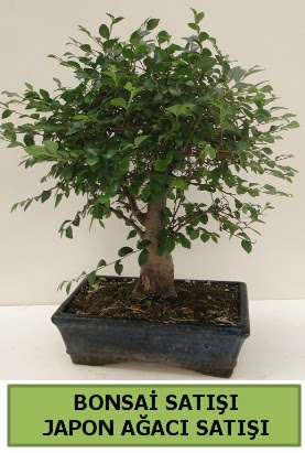 Minyatr bonsai japon aac sat  Aksaray iek gnderme sitemiz gvenlidir 