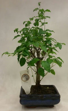 Minyatr bonsai japon aac sat  Aksaray ieki telefonlar 