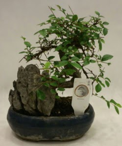 thal 1.ci kalite bonsai japon aac  Aksaray iek sat 