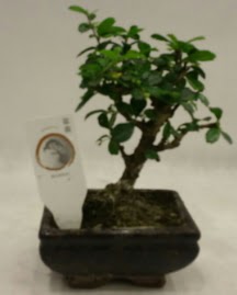 Kk minyatr bonsai japon aac  Aksaray iek gnderme 