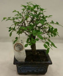 Minyatr ithal japon aac bonsai bitkisi  Aksaray iek sat 