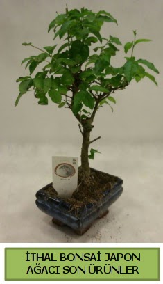 thal bonsai japon aac bitkisi  Aksaray hediye sevgilime hediye iek 