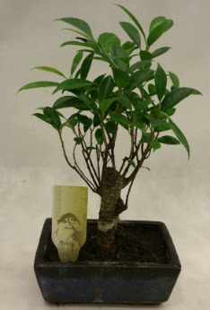 Japon aac bonsai bitkisi sat  Aksaray ieki telefonlar 