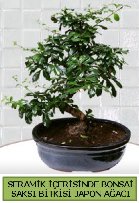 Seramik vazoda bonsai japon aac bitkisi  Aksaray iek siparii sitesi 