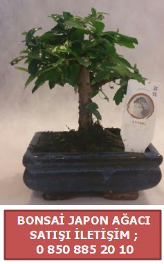 Japon aac minyar bonsai sat  Aksaray iek sat 
