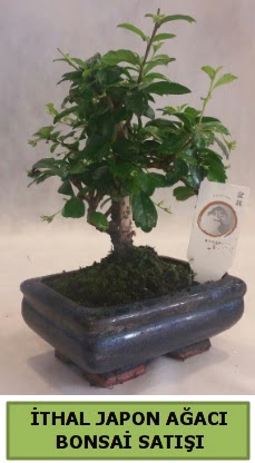 thal japon aac bonsai bitkisi sat  Aksaray ieki telefonlar 