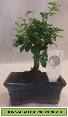 Minyatr bonsai aac sat  Aksaray iek gnderme 