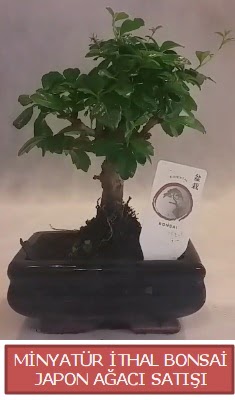 Kk grsel bonsai japon aac bitkisi  Aksaray iek , ieki , iekilik 