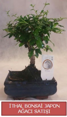 thal kk boy minyatr bonsai aa bitkisi  Aksaray ieki telefonlar 