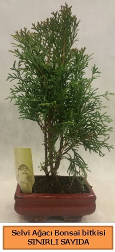 Selvi aac bonsai japon aac bitkisi  Aksaray iek sat 