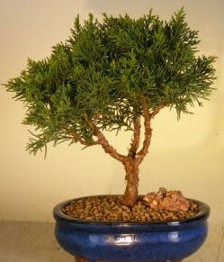 Servi am bonsai japon aac bitkisi  Aksaray iek yolla 
