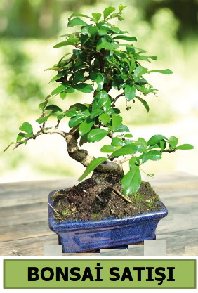 am bonsai japon aac sat  Aksaray iek sat 