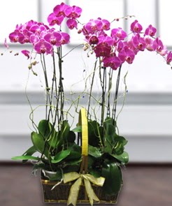 7 dall mor lila orkide  Aksaray iek gnderme sitemiz gvenlidir 