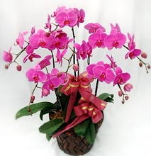 Sepet ierisinde 5 dall lila orkide  Aksaray ucuz iek gnder 