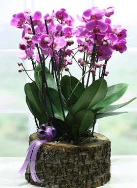 Ktk ierisinde 6 dall mor orkide  Aksaray ucuz iek gnder 