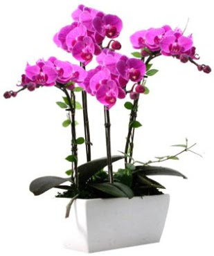 Seramik vazo ierisinde 4 dall mor orkide  Aksaray iek sat 
