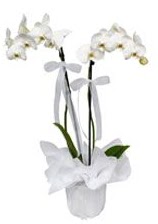 2 dall beyaz orkide  Aksaray gvenli kaliteli hzl iek 
