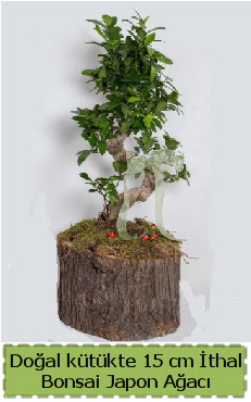 Doal ktkte thal bonsai japon aac  Aksaray iek gnderme 