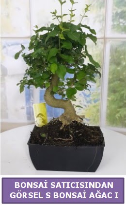 S dal erilii bonsai japon aac  Aksaray iek sat 