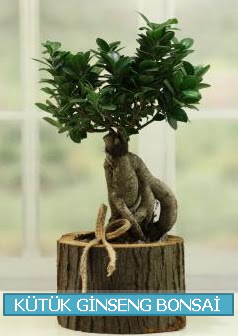 Ktk aa ierisinde ginseng bonsai  Aksaray iek gnderme sitemiz gvenlidir 