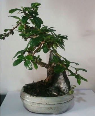 S eklinde ithal bonsai aac  Aksaray iek yolla 