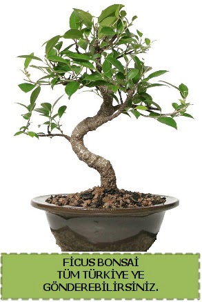Ficus bonsai  Aksaray iek gnderme sitemiz gvenlidir 